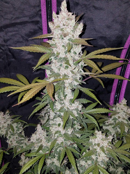 Girl Scout Cookies Auto Fast Buds