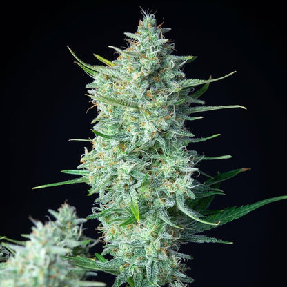 Green Gelato Auto Royal Queen Seeds