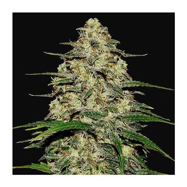 Wedding Cheesecake Auto Fast Buds - CannaSeedMafia