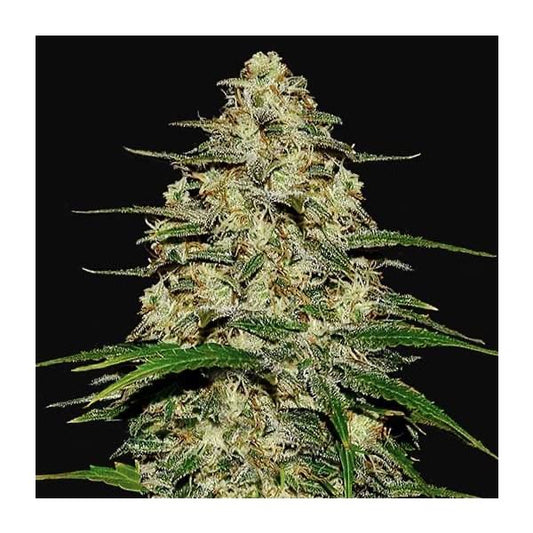 Wedding Cheesecake Auto Fast Buds - CannaSeedMafia