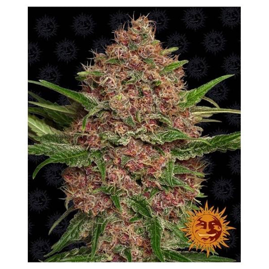 Purple Punch Auto Barney's Farm - CannaSeedMafia