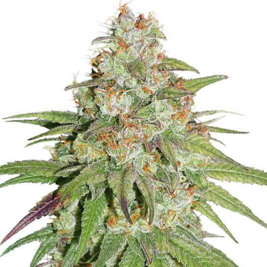 Glueberry OG Feminisoitu | Dutch Passion