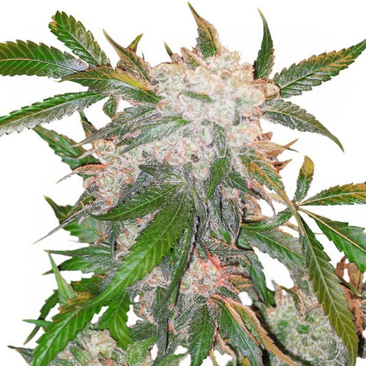 White Widow Feminisoitu | Dutch Passion   CannaSeedMafia