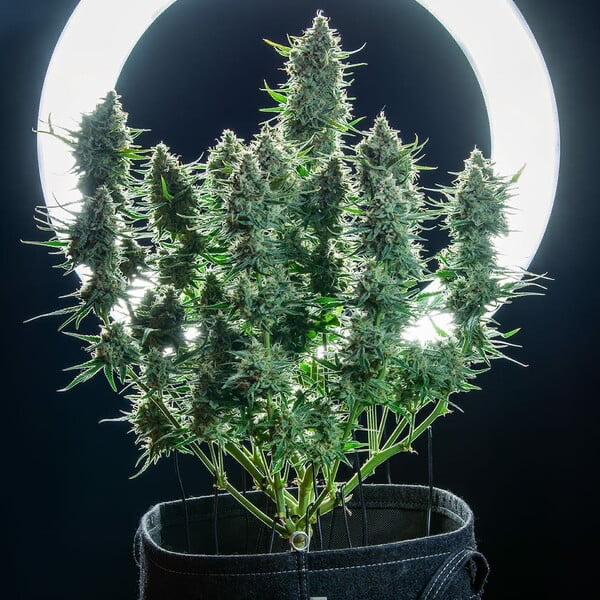 Green Gelato Auto Royal Queen Seeds