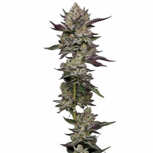 Poddy Mouth Feminisoitu | Humboldt Seed Company