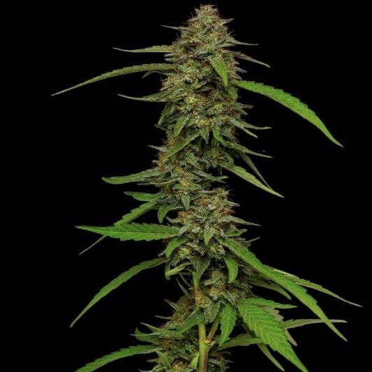 Strawberry Cheesecake Feminisoitu | Humboldt Seed Company