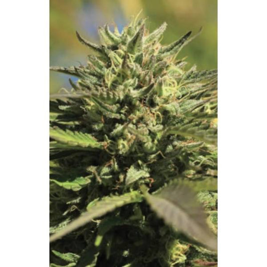 OG Kush Auto | Humboldt Seed Company