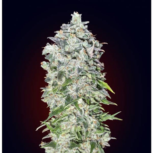 00 Kush Auto | 00 Seeds