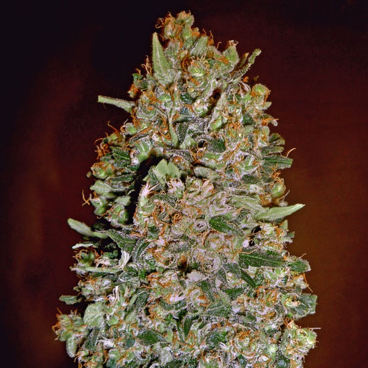 Chocolate Skunk Auto | 00 Seeds