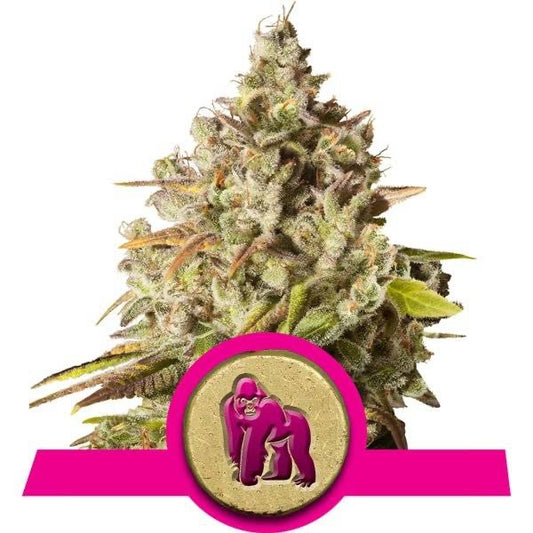 Royal Gorilla Feminisoitu | Royal Queen Seeds