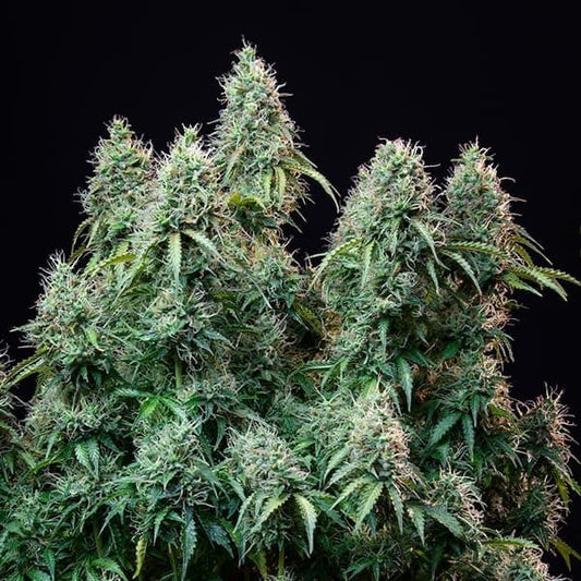 Amnesia Haze Auto Royal Queen Seeds - Cropper