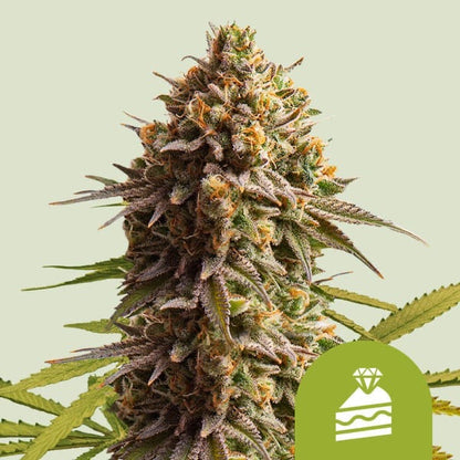 Wedding Cake Auto Royal Queen Seeds - Cropper