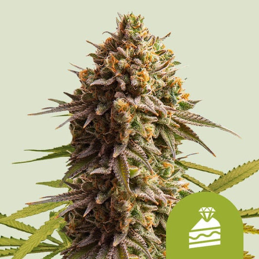 Wedding Cake Auto Royal Queen Seeds - Cropper