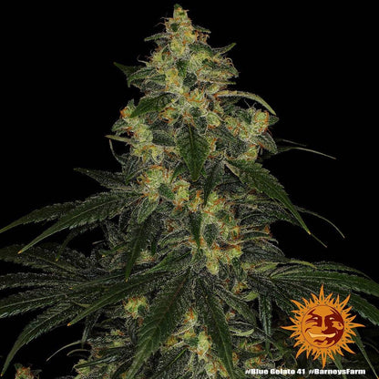 Blue Gelato 41 Feminisoitu 5kpl | Barney’s Farm