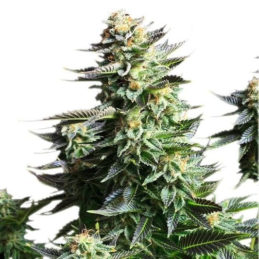 Amnesia Haze Feminisoitu Royal Qyeen Seeds - Cropper