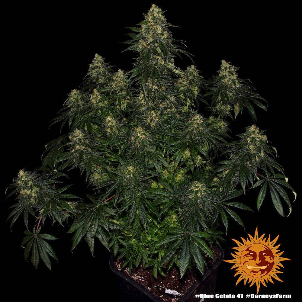 Blue Gelato 41 Feminisoitu 5kpl | Barney’s Farm