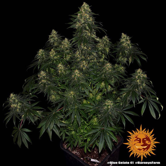 Blue Gelato 41 Feminisoitu 5kpl | Barney’s Farm