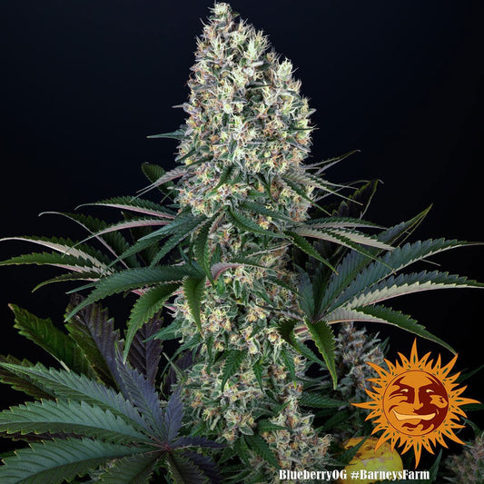 Blueberry OG Feminisoitu 5kpl  | Barney’s Farm