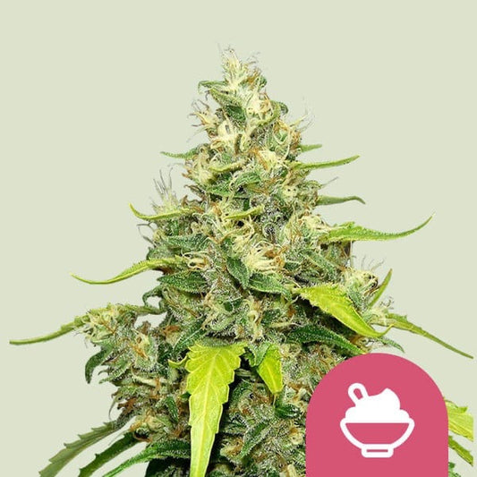 Blue Gelato Feminisoitu Royal Queen Seeds - Cropper