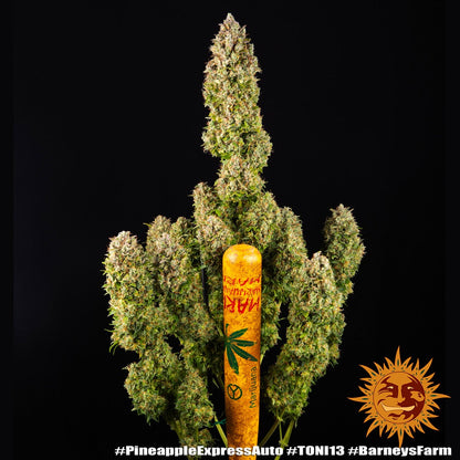 Pineapple Express Auto 5kpl | Barney’s Farm