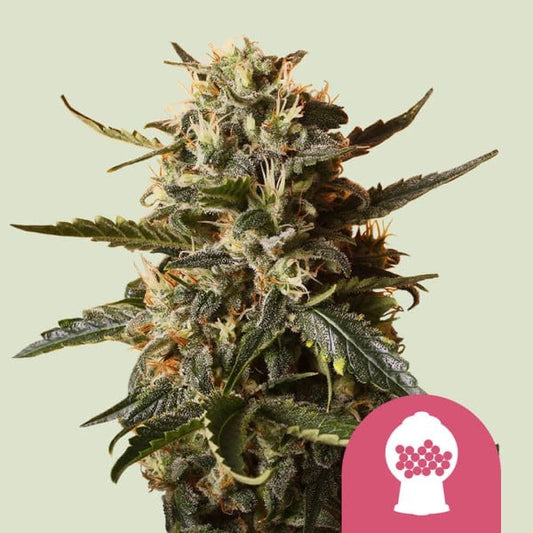 Bubblegum XL Feminisoitu Royal Queen Seeds - Cropper