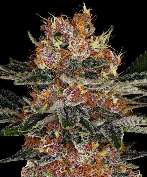 Purple Punch Auto | Barney’s Farm | Cropper