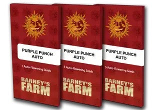 Purple Punch Auto 5kpl  | Barney’s Farm