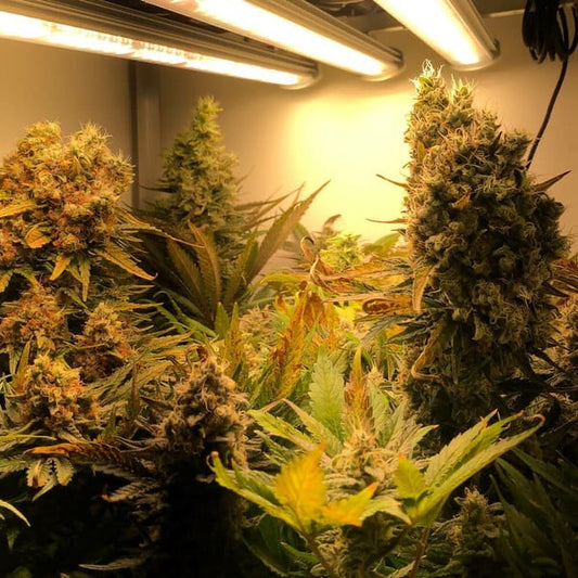 Critical Feminisoitu Royal Queen Seeds - Cropper