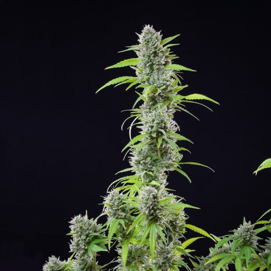 EL Patron Feminisoitu Royal Queen Seeds - Cropper