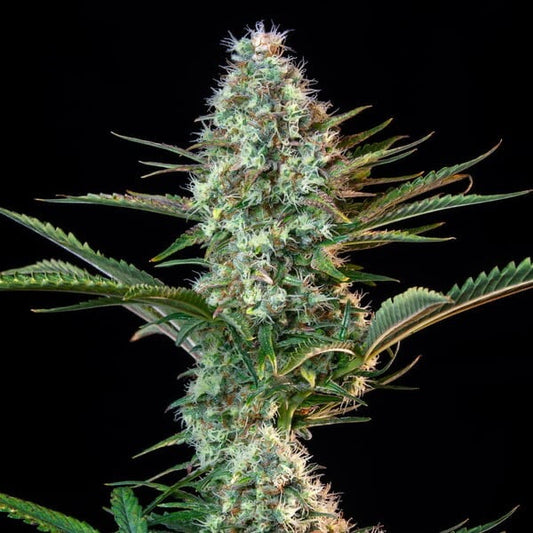 Royal Runtz Feminisoitu Royal Queen Seeds - Cropper