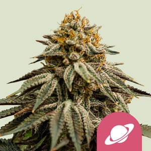Royal Skywalker Feminisoitu Royal Queen Seeds - Cropper