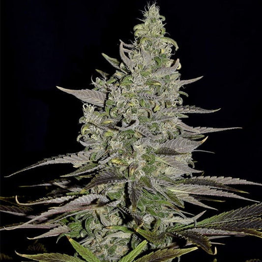 Somango XL Feminisoitu Royal Queen Seeds - Cropper