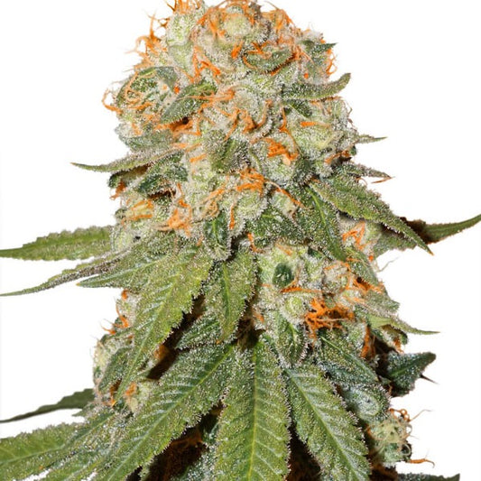 Orange Bud Feminisoitu | Dutch Passion