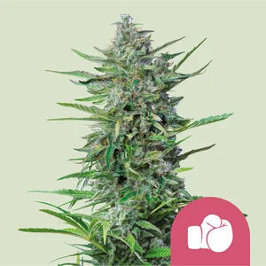Purple Punch Feminisoitu |  Royal Queen Seeds