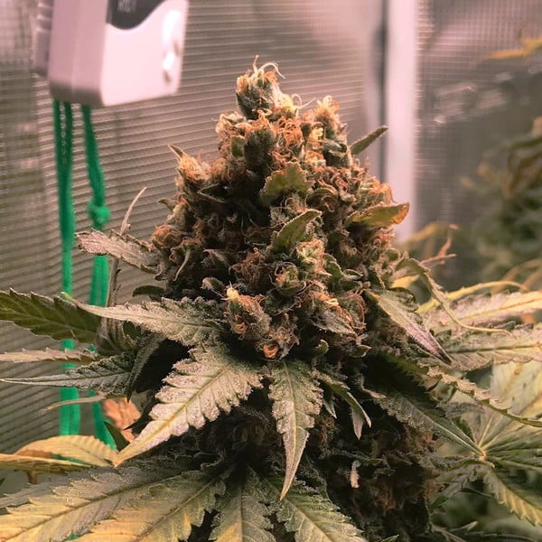 Royal Cheese (Fast) Feminisoitu | Royal Queen Seeds