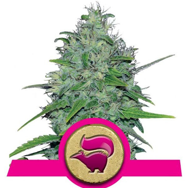 Skunk XL Feminisoitu | Royal Queen Seeds