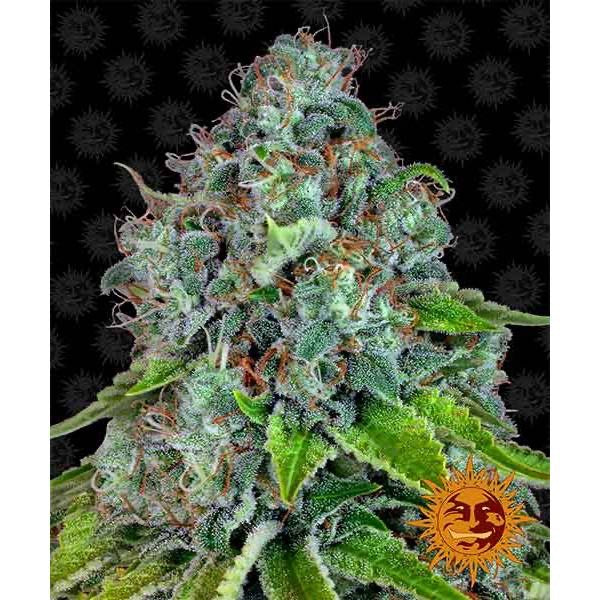 Strawberry Lemonade Feminisoitu | Barney's Farm