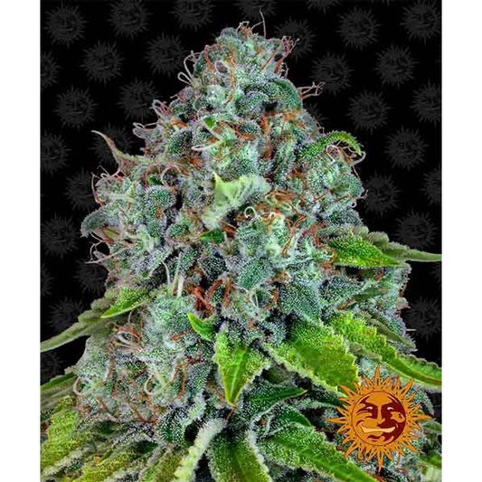 Strawberry Lemonade Feminisoitu | Barney's Farm