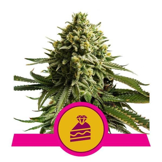  Wedding Cake Feminisoitu | Royal Queen Seeds