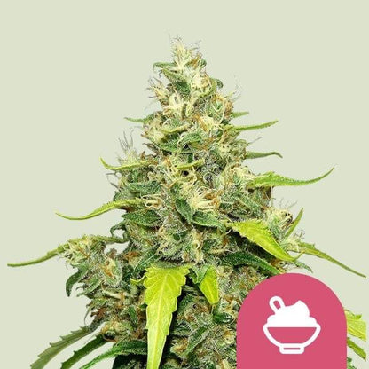 Blue Gelato Feminisoitu Royal Queen Seeds - CannaSeedMafia