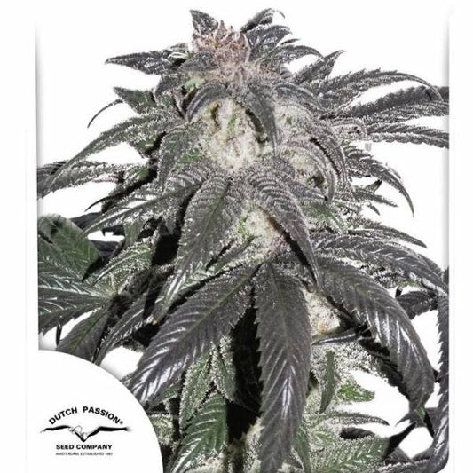 Bubba Island Kush Feminisoitu | Dutch Passion - CannaSeedMafia
