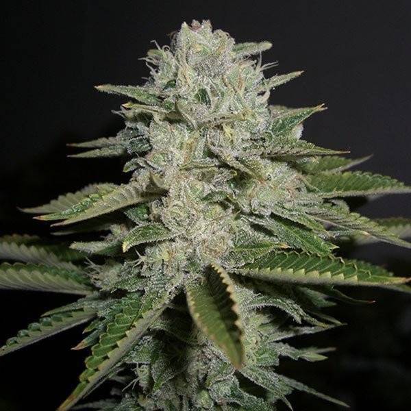 California Sour Diesel Feminisoitu | Humboldt Seed Company - CannaSeedMafia