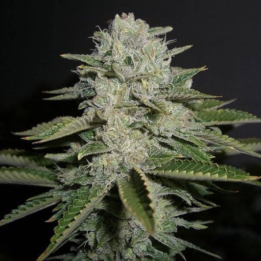 California Sour Diesel Feminisoitu | Humboldt Seed Company - CannaSeedMafia