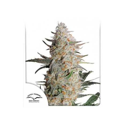 Critical Orange Punch | Dutch Passion - CannaSeedMafia