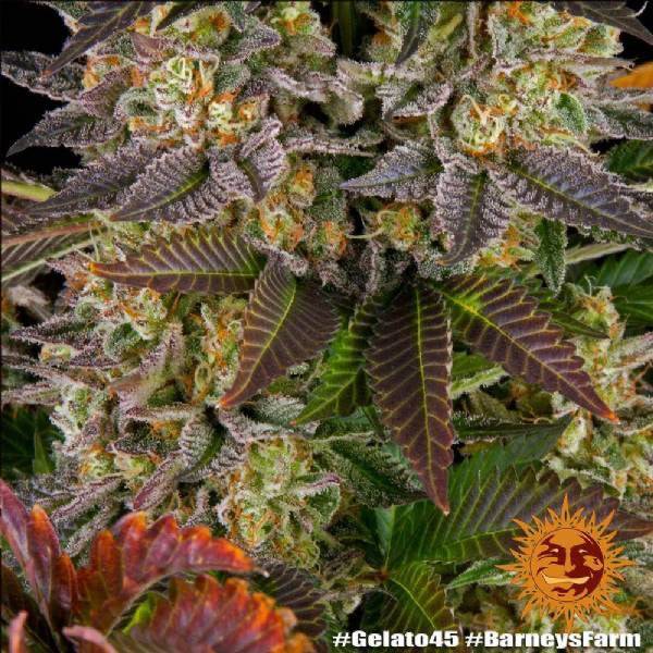 Gelato 45 | Barney’s Farm - CannaSeedMafia