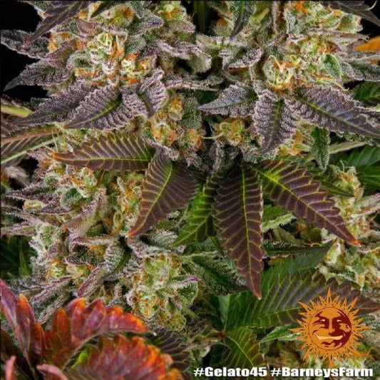 Gelato 45 | Barney’s Farm - CannaSeedMafia