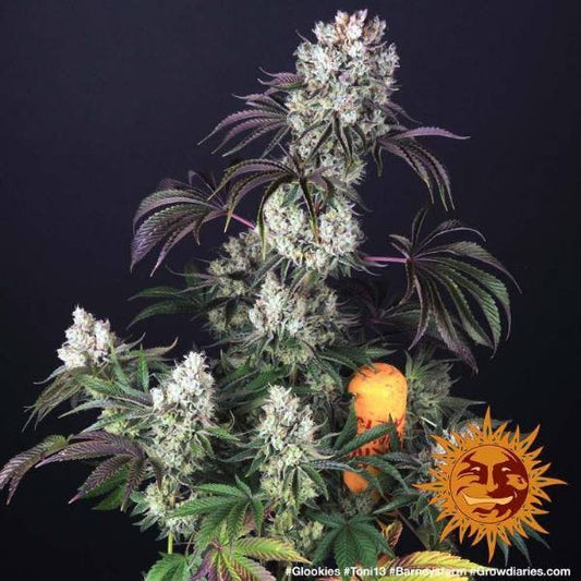 Glookies Feminisoitu | Barney’s Farm - CannaSeedMafia