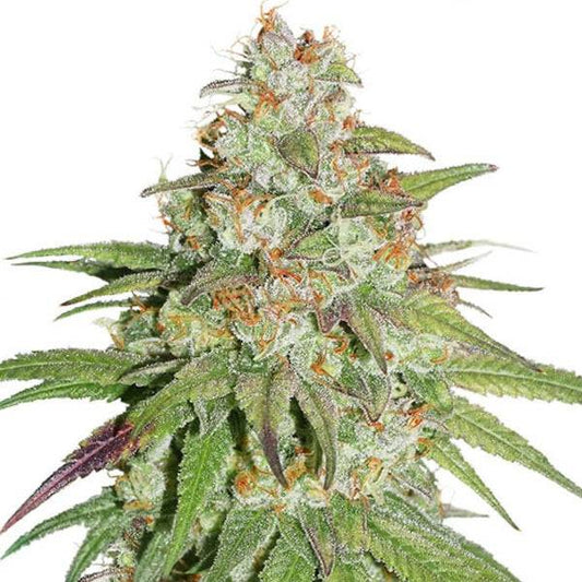 Glueberry OG Feminisoitu | Dutch Passion - CannaSeedMafia