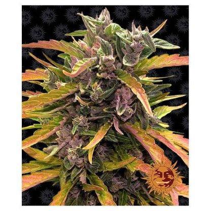 Gorilla Glue Auto | Barney’s Farm - CannaSeedMafia
