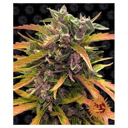 Gorilla Glue Auto | Barney’s Farm - CannaSeedMafia